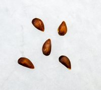 Æblekerner fra Amerikansk Melonæble